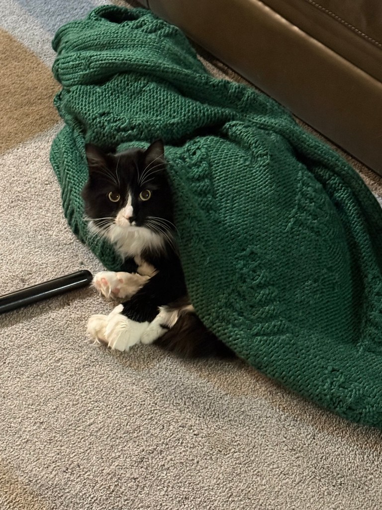 My cat being himself.